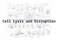 Cell Lysis and Disruption. Cell disruption Laboratory techniques ...
